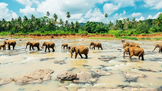 Pinnawala Elephant Orphanage