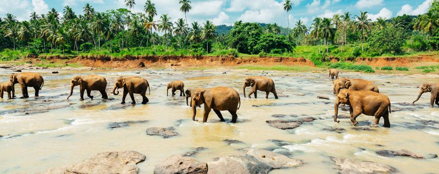 Pinnawala Elephant Orphanage