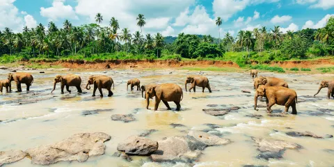 平納瓦拉（大象孤兒院）