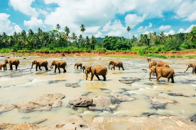 Elephant Interactions in Sri Lanka