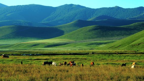 Bashang Huandu Scenic Area