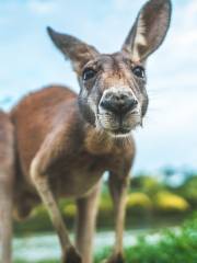 スワンレイク動物基地