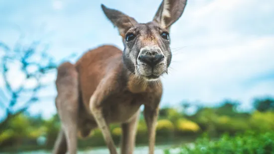 スワンレイク動物基地