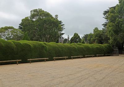 Ashcombe Maze & Lavender Gardens