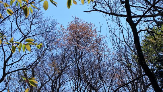 Parco forestale di Nopporo