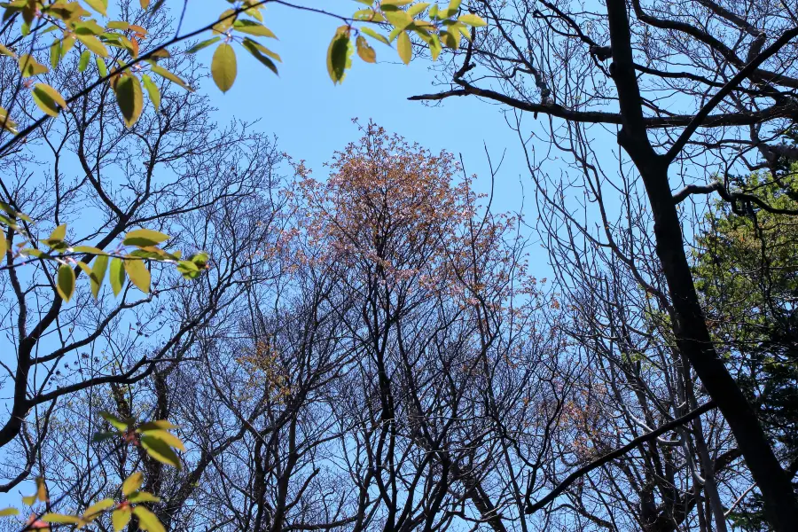 노포로 삼림공원