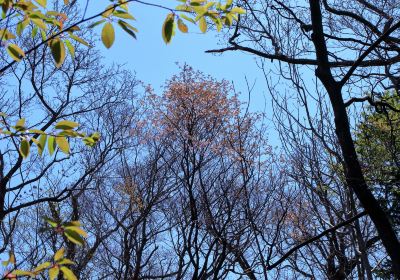 野幌森林公園