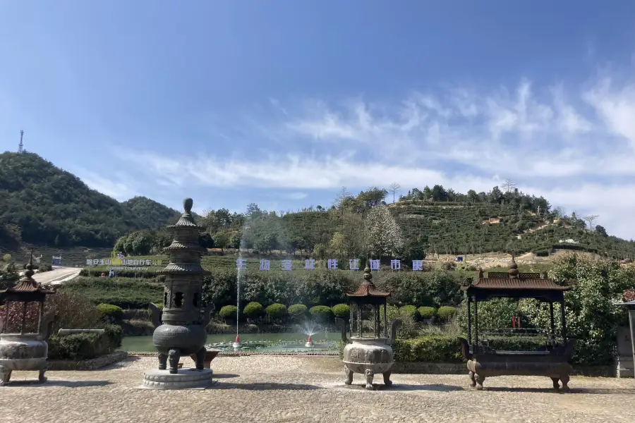 Yushan Ancient Tea Plantation