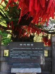 紫渓山森林公園