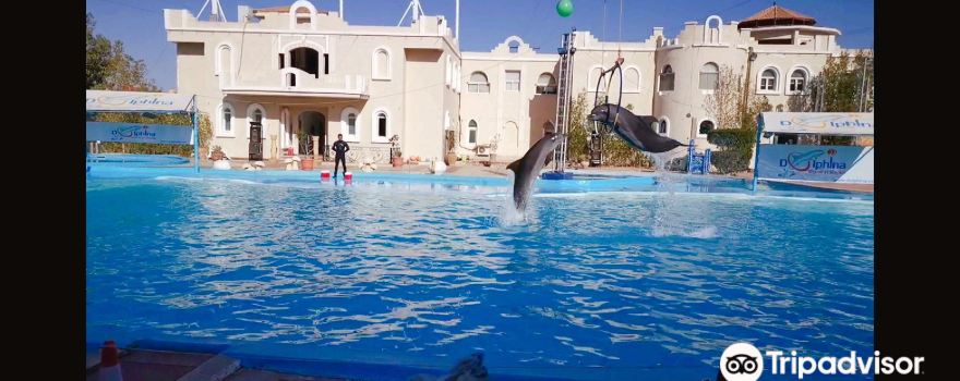 Dolphina