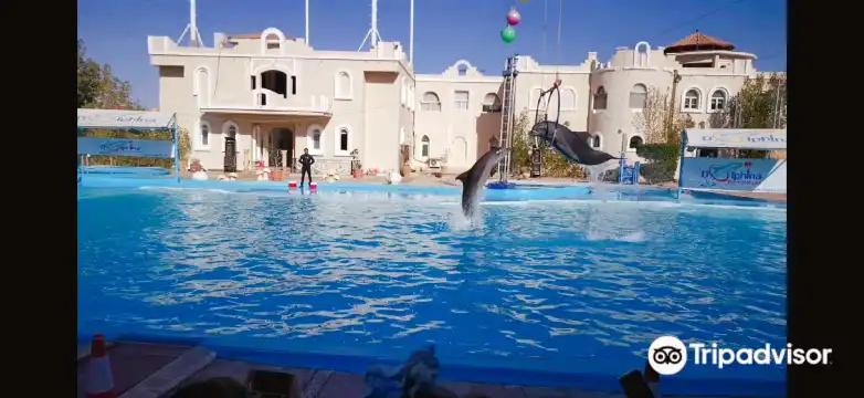 Hotels near Dolphina