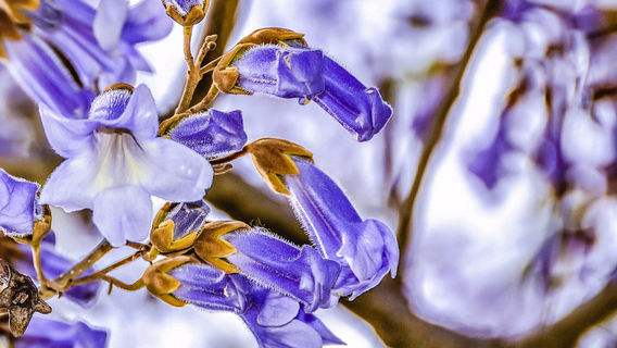 Brera Botanical Garden