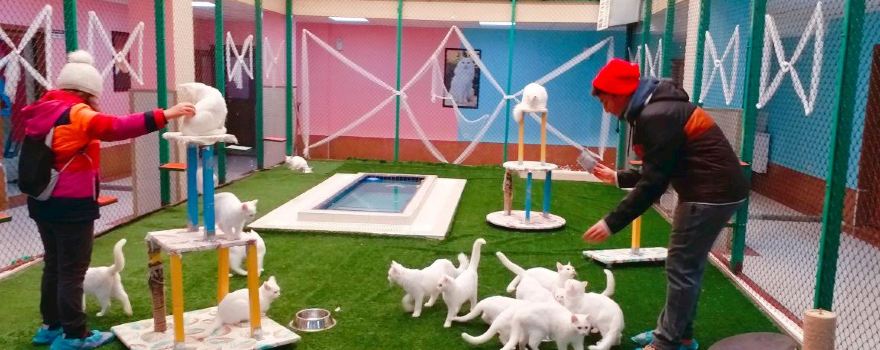Van Cat House