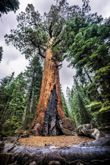 Grizzly Giant