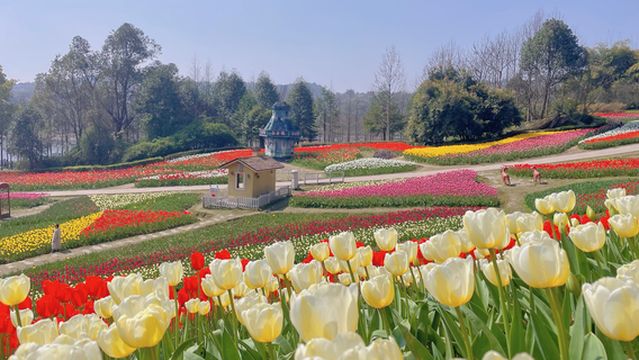 Tulip Viewing in Chongqing