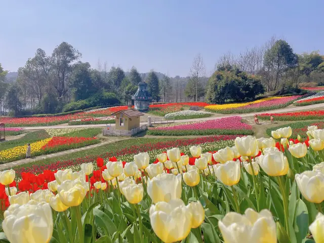 Tulip Viewing in Chongqing