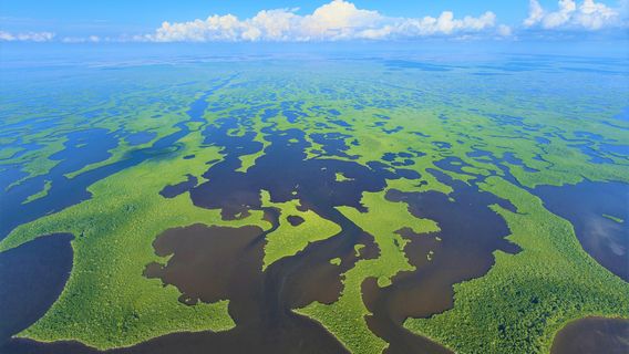 Parc national des Everglades