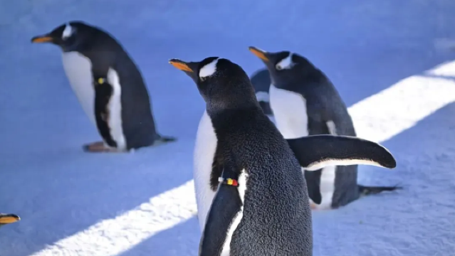 Beihu Penguin Village