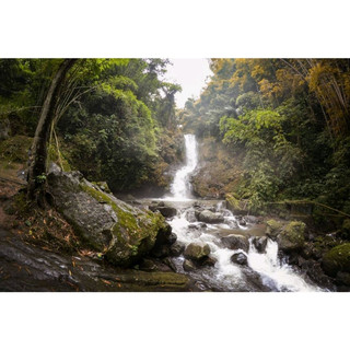 Sekar Langit waterfall is located in Telogorejo, Magelang. You can access the place by using public transportation only from the gate area. After that, it takes you approximately 500 m route to pass. But do not worry, your trip will never be boring because the lovely panorama of the pine forest is ready for your eyes.
Sekar Langit was named after the ancient legend. The famous history is about Joko Tarub and the angels who came down to earth for having bath. The legend said, the waterfall was a place for the angles to shower and swim.
Out of the legend, this waterfall is part of high rate must-visit-tourism in Central Java. The first thing that you may think about the waterfall is how lovable this waterfall can be, the sound of the drop water will hypnotize you, and the forest that surround the waterfall will be another plus nature point. In every morning, the birdsong adds the nuance of the nature. You can also encounter some animals that live in the forest.
#summervacation#hikingtrails#urbanexplorer