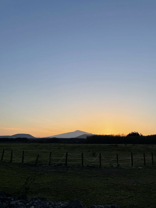 녹산로 벚꽃, 유채꽃
