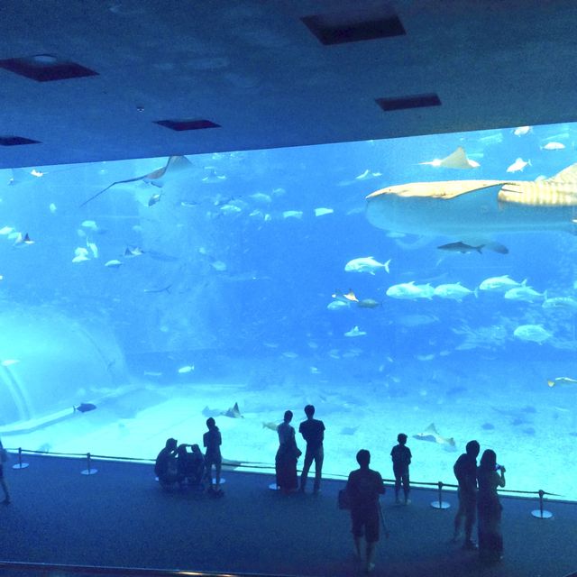 巨大水槽でおなじみ"美ら海水族館"﻿ ﻿