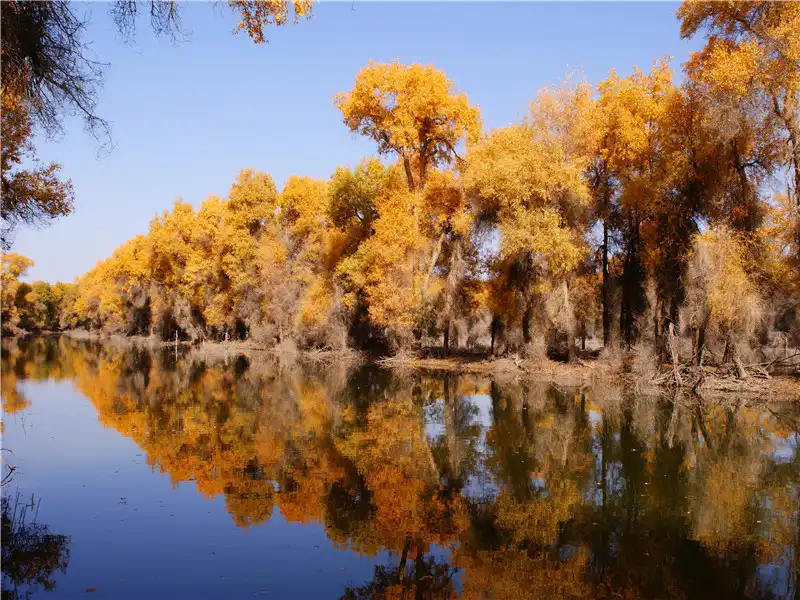 5_Tarim Populus Euphratica Forest Park