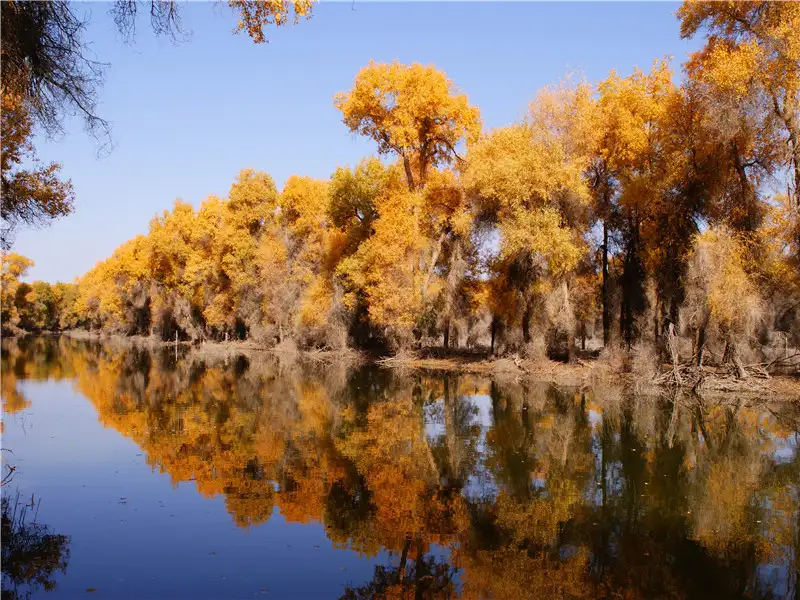 5_Tarim Populus Euphratica Forest Park