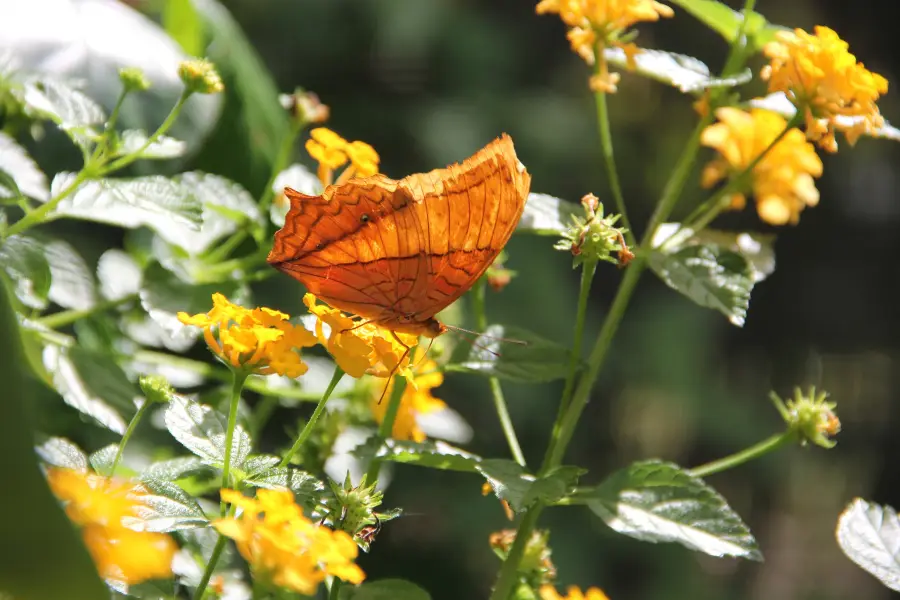 Sulphur Creek Nature Center