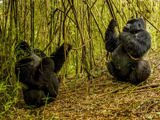 Vé máy bay TP. Hồ Chí Minh Kigali