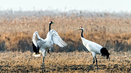 Kushiro City Red-crowned Crane Natural Park