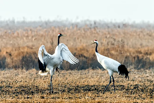 Отзывы об отеле KOKO STAY Chitose (formerly Hotel Wing Chitose)
