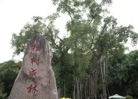 Single Tree Forest