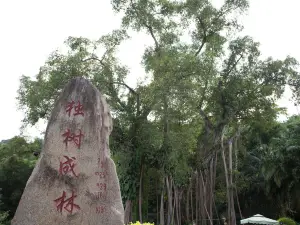 Single Tree Forest