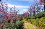 Wuliang Mountain Sakura Valley