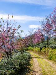 無量山桜の谷