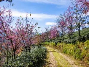 無量山櫻花谷