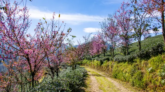 無量山櫻花谷