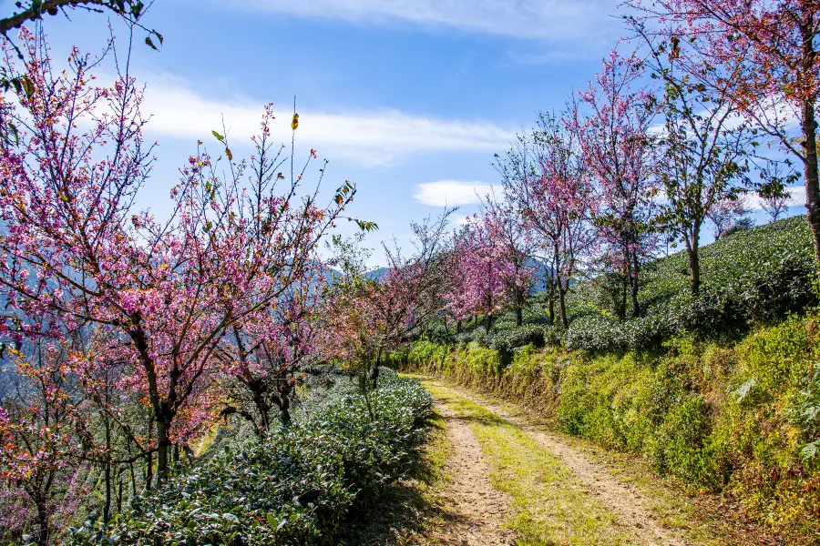 無量山桜の谷