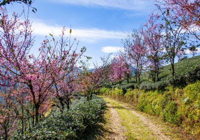 Wuliang Mountain Sakura Valley