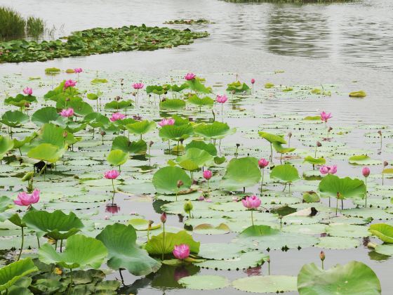 白浪河湿地公園