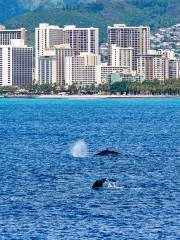 Makai Adventures - Maui Whale Watching, Dolphins, Lanai Snorkeling, Bottom Fishing