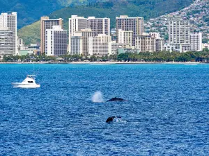 Makai Adventures - Maui Whale Watching, Dolphins, Lanai Snorkeling, Bottom Fishing