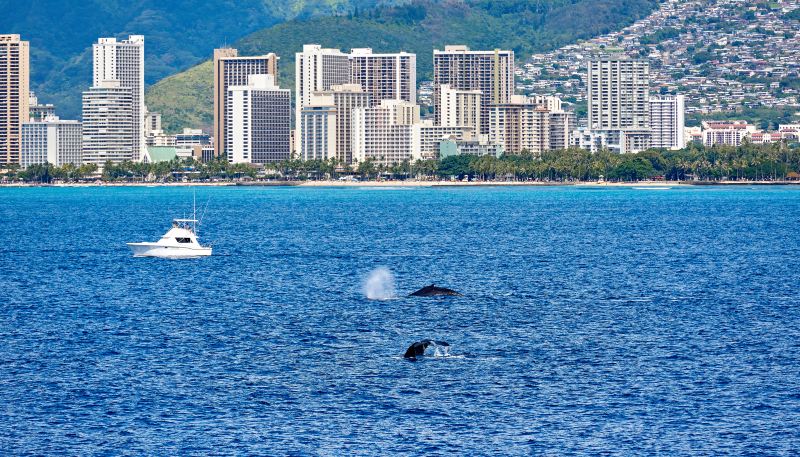 Makai Adventures - Maui Whale Watching, Dolphins, Lanai Snorkeling, Bottom Fishing