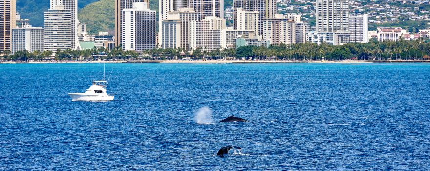 Makai Adventures - Maui Whale Watching, Dolphins, Lanai Snorkeling, Bottom Fishing
