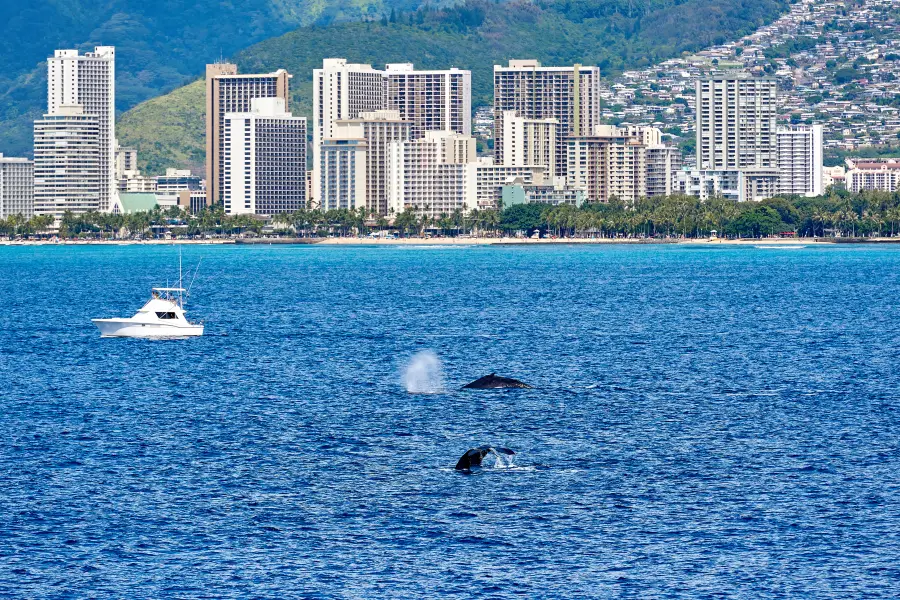 Makai Adventures - Maui Whale Watching, Dolphins, Lanai Snorkeling, Bottom Fishing