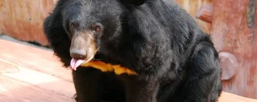Oriental Bear Park
