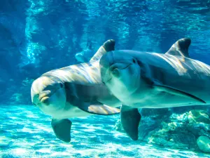 SeaWorld Orlando