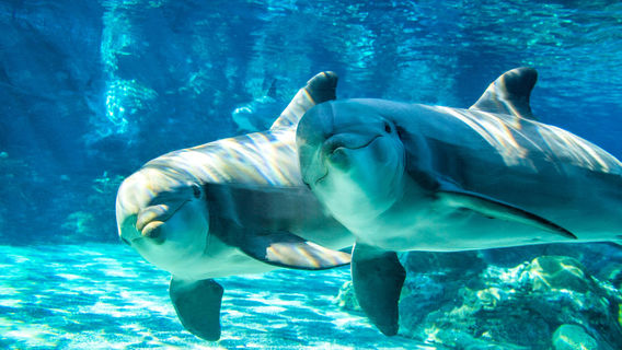 Dolphin Watching in Orlando
