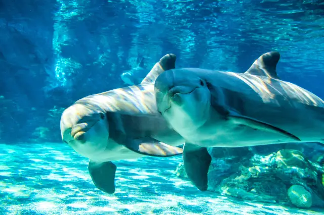 Dolphin Watching in Orlando