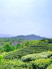 Чайный парк Уюншань